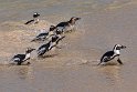 148 Boulders Beach, Zuid-Afrika